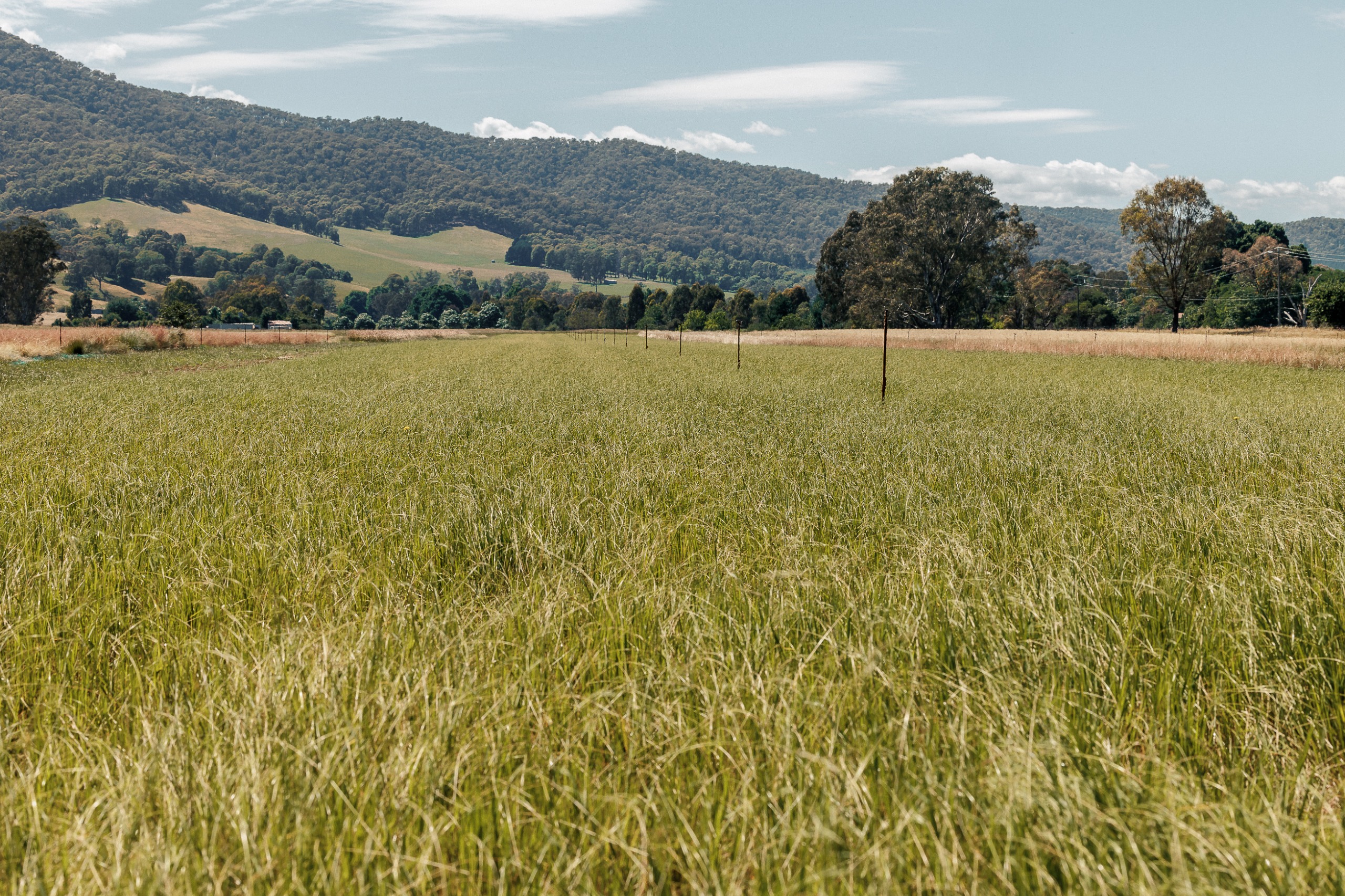 Rural land with a green crop and hills in the background.