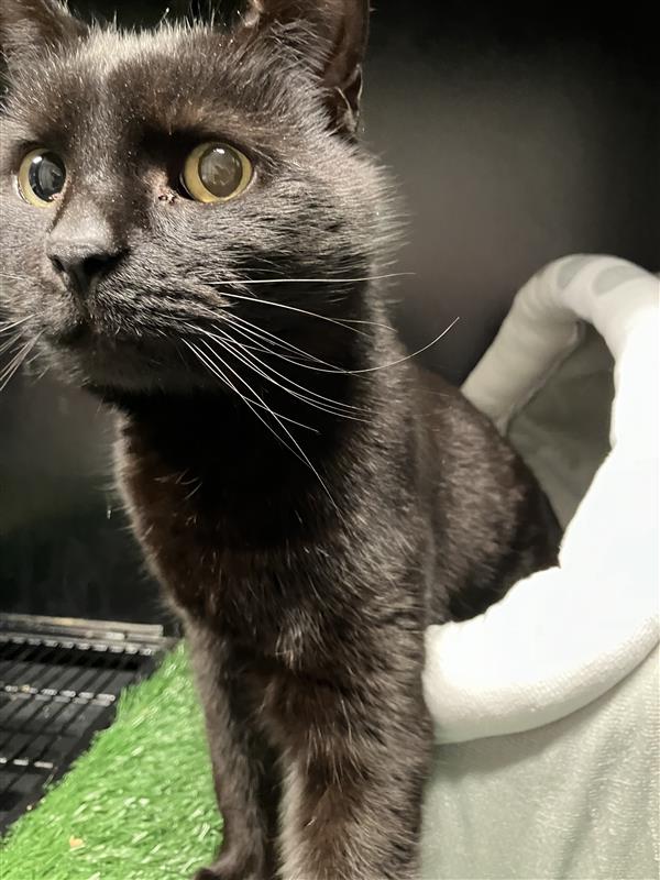A black cat.