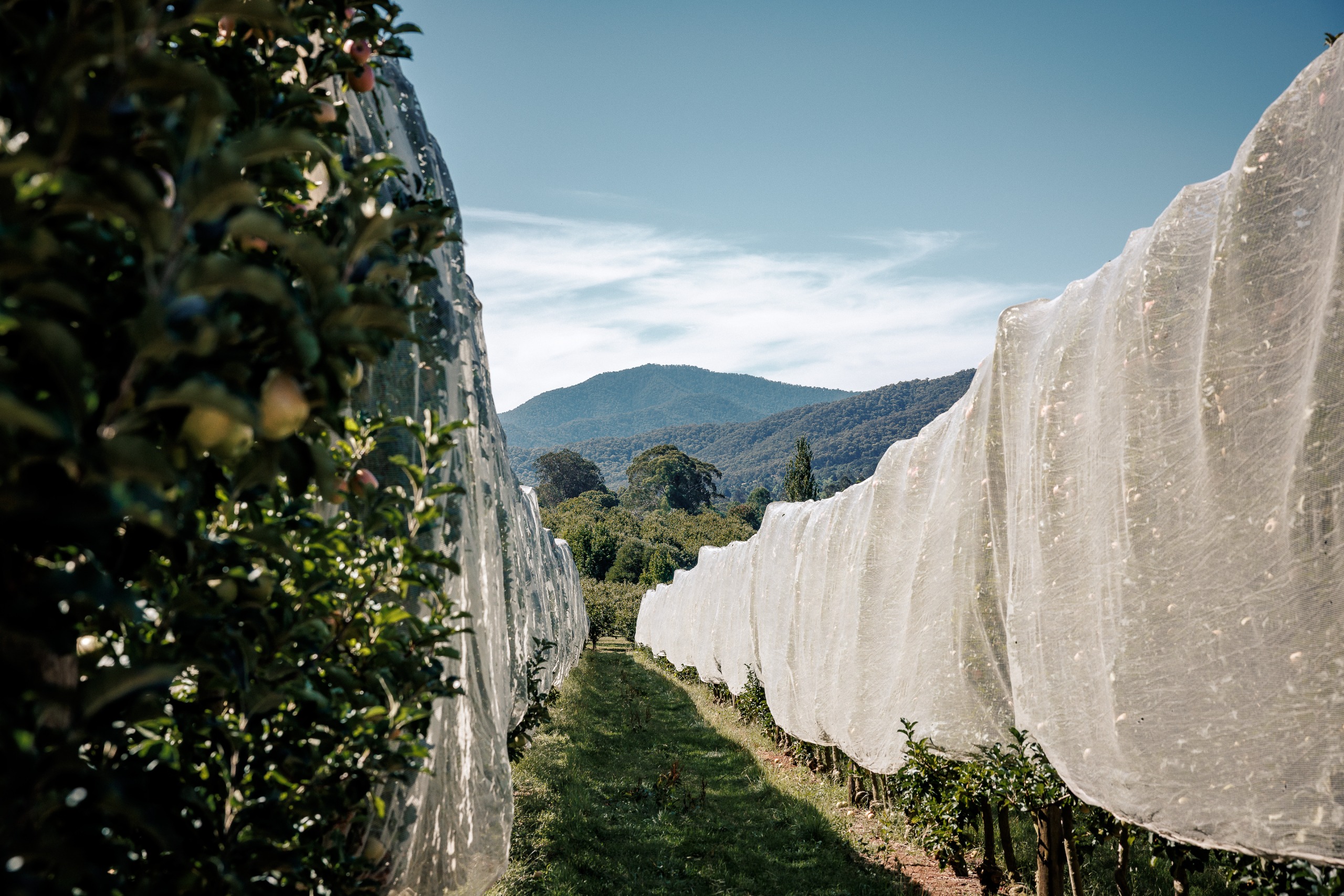 An orchard with netting on one side and apple trees on the other.