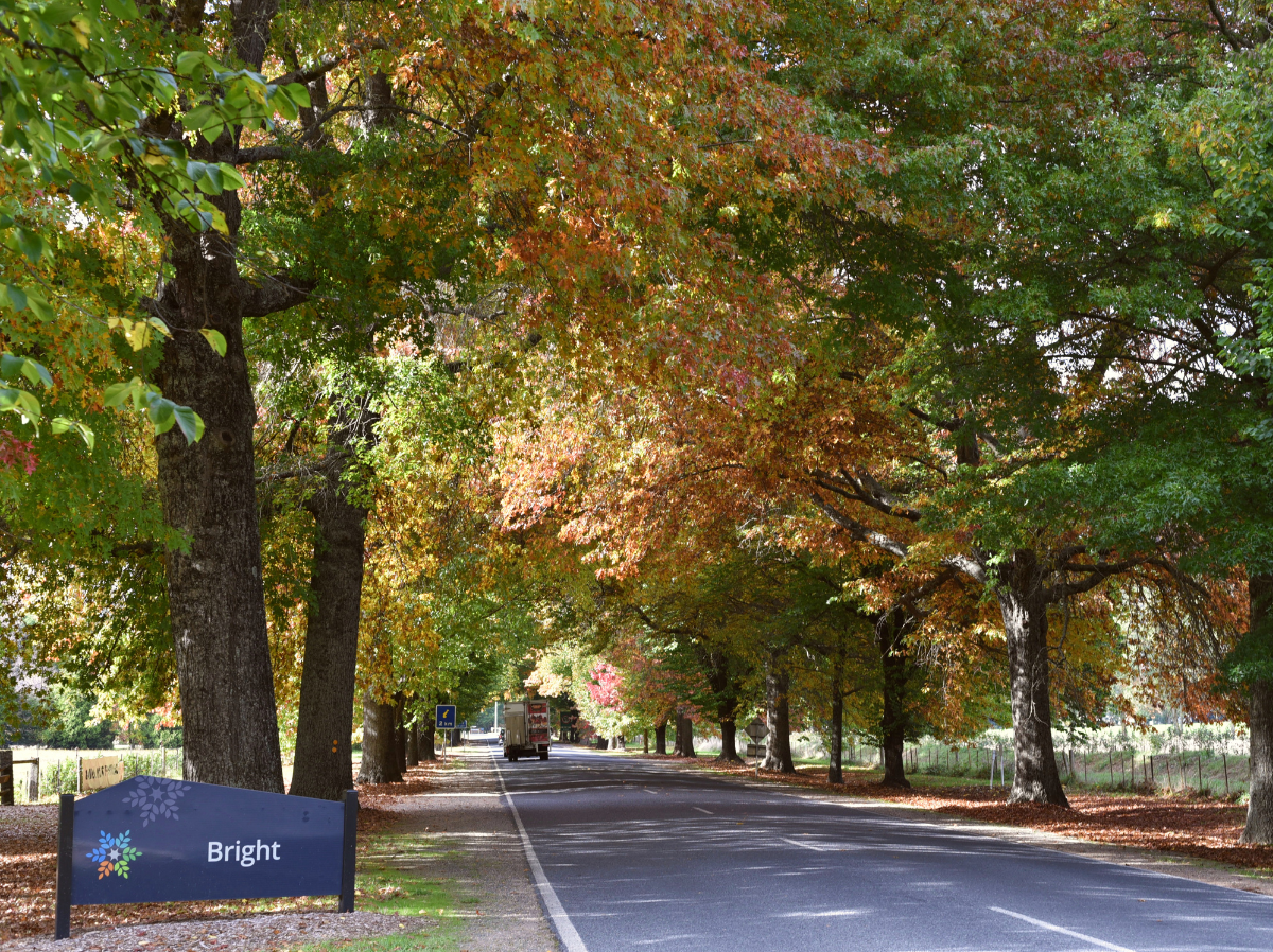 A road with an avenue of trees on either side. There is a blue sign that says Bright on the left side of the road.