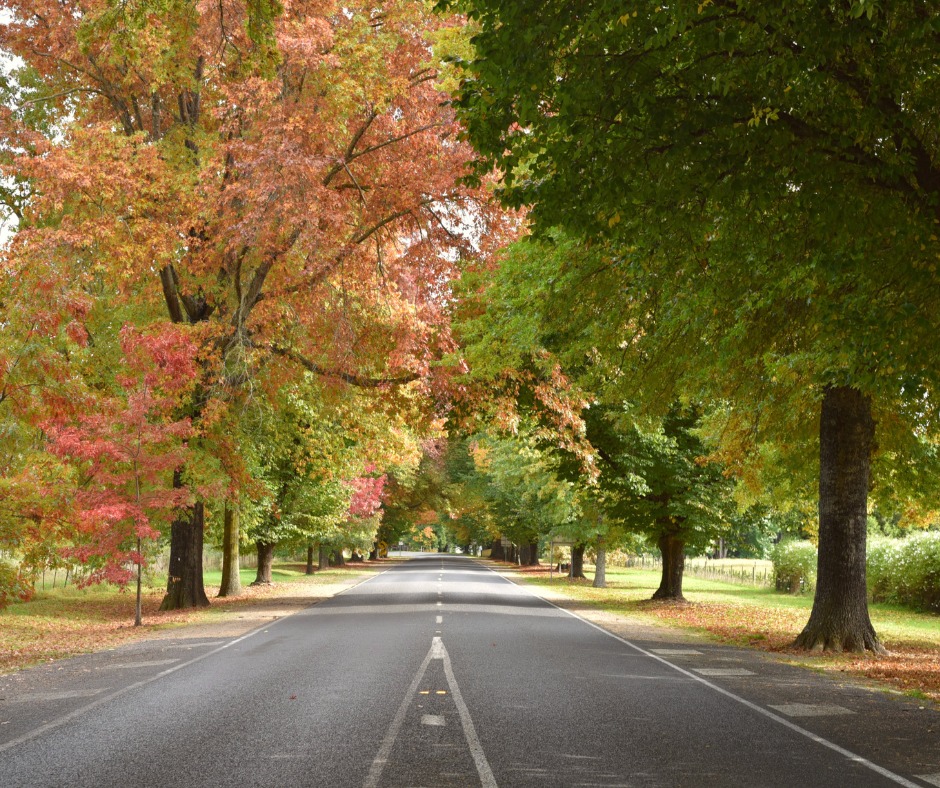 A two-way road with trees on either side.
