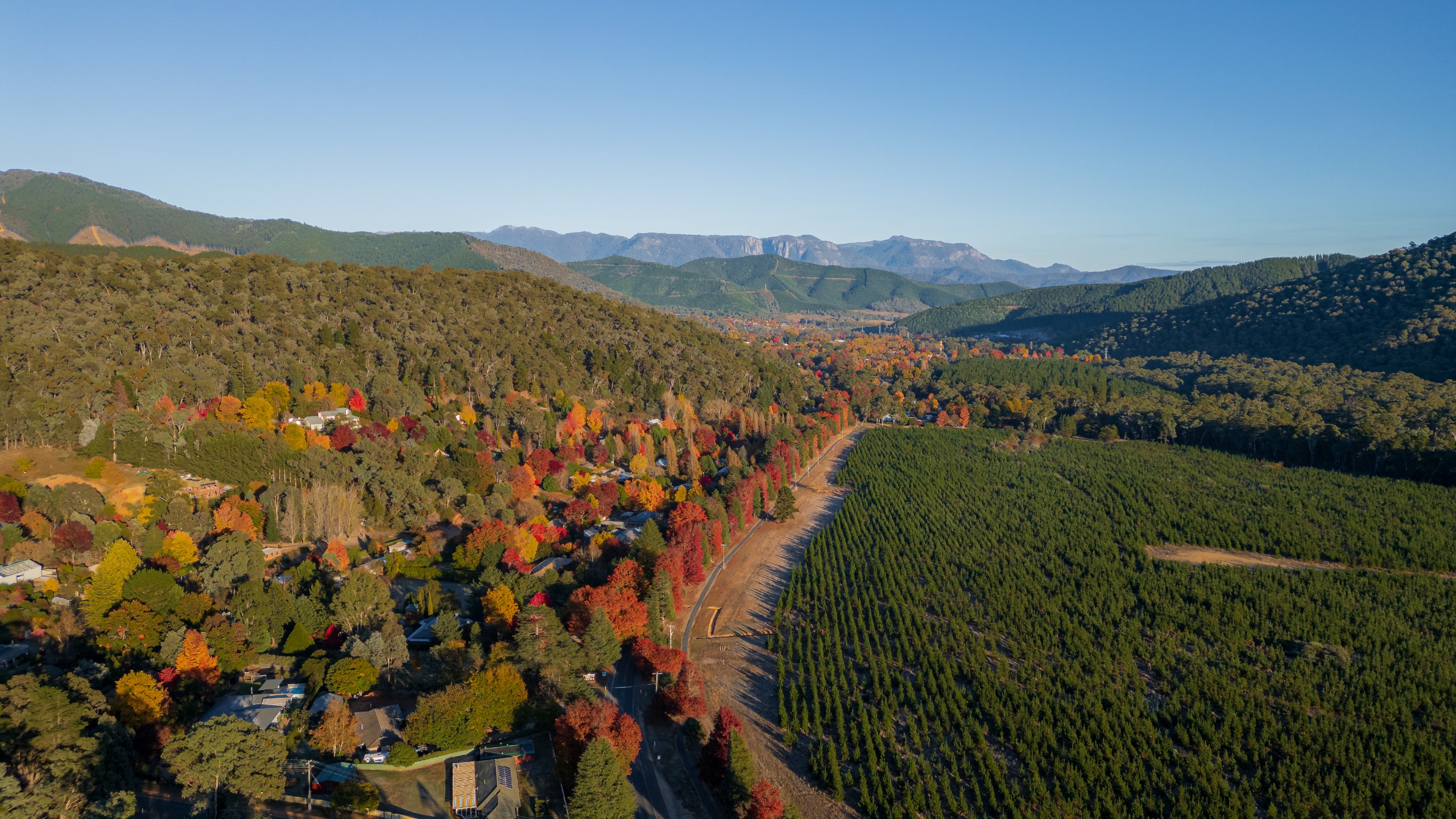 An overhead shot of a town with pine trees on the left hand side of a road and a mix of native and non-native trees on the other.