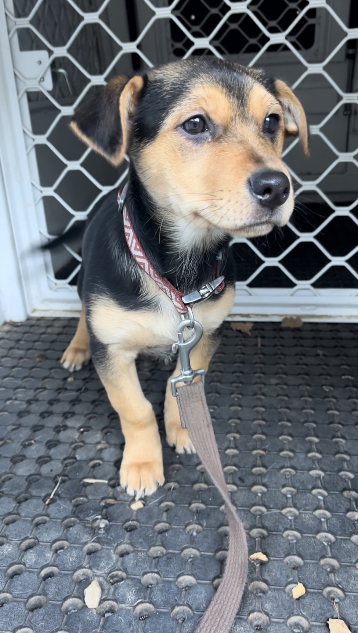A Kelpie X Corgi puppy in the back of a car with a pink collar and lead.