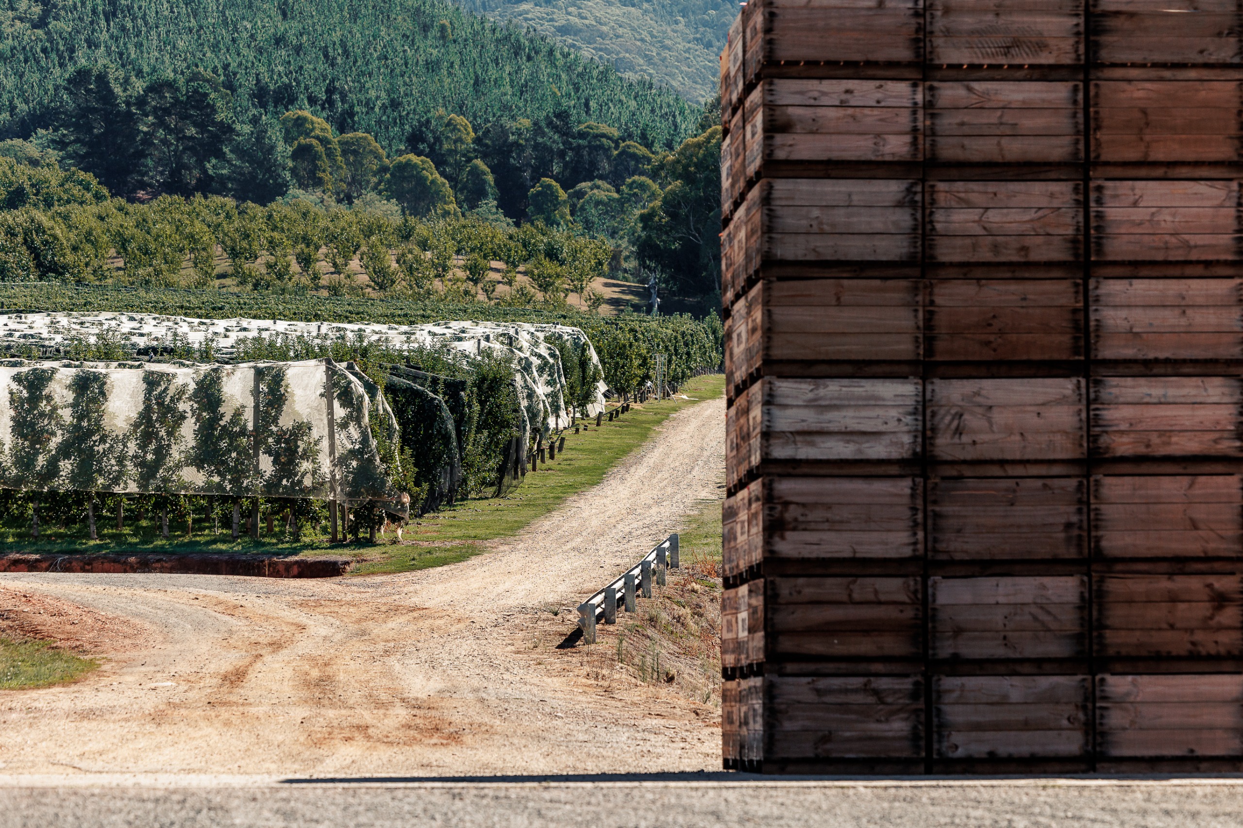 An orchard with a very high stack of crates.