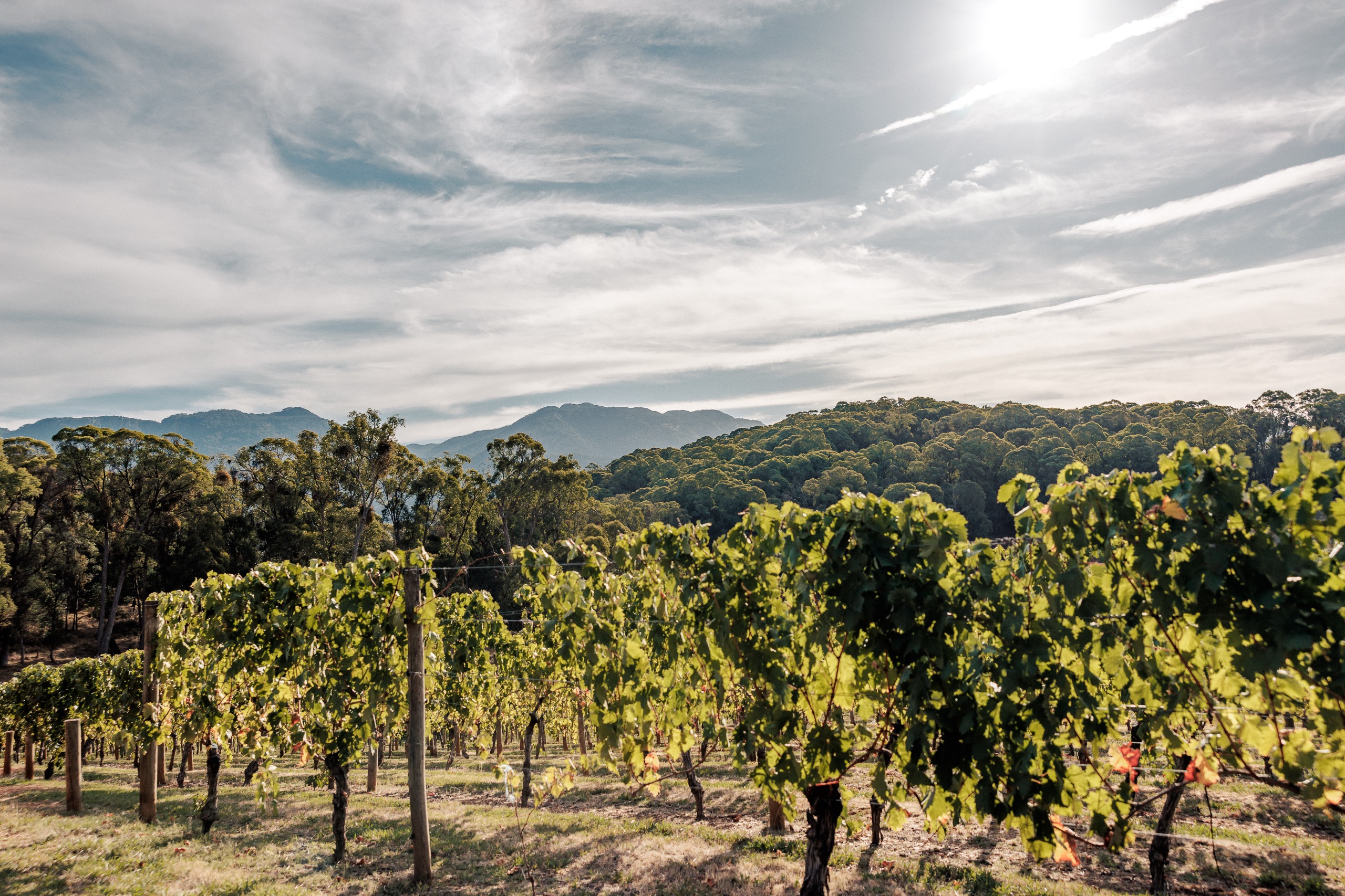 An orchard overlooked by a grey sky.